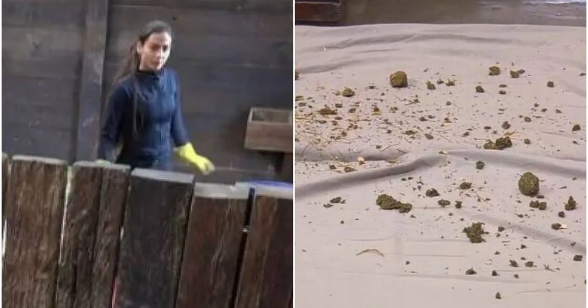 Catherine Bascoy coloca esterco de cavalo nas camas de rivais na Baia em A Fazenda 18